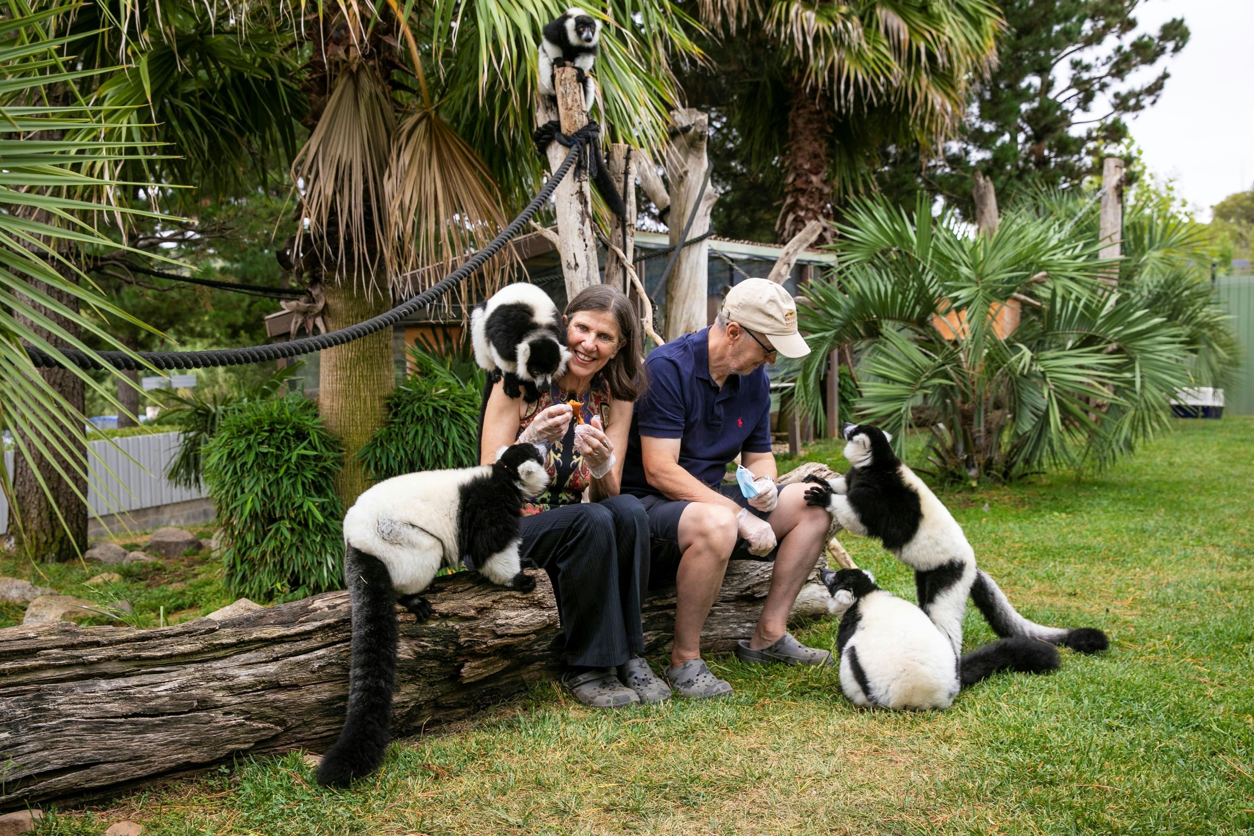 2 guests in the Ruffed lemur enclosure with the primates climbing over them, being fed
