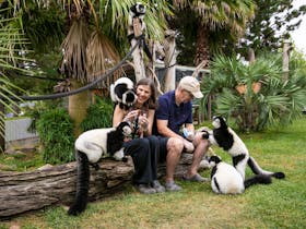 2 guests in the Ruffed lemur enclosure with the primates climbing over them, being fed
