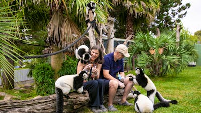 2 guests in the Ruffed lemur enclosure with the primates climbing over them, being fed