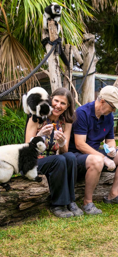 2 guests in the Ruffed lemur enclosure with the primates climbing over them, being fed