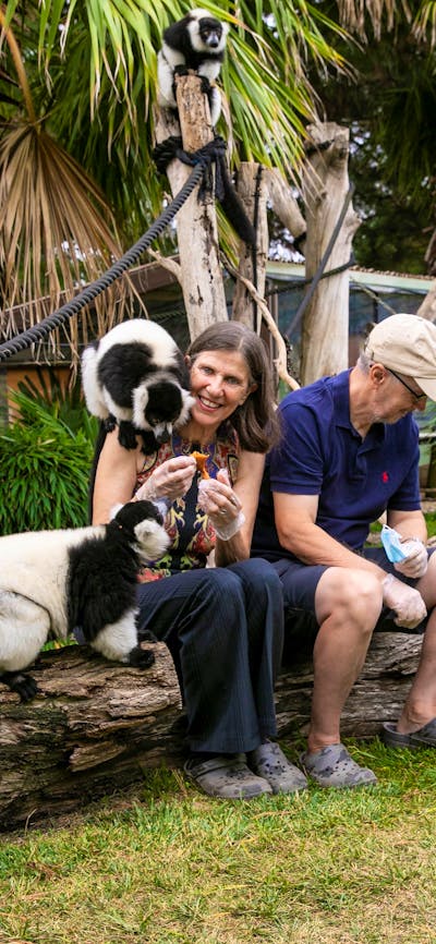 2 guests in the Ruffed lemur enclosure with the primates climbing over them, being fed