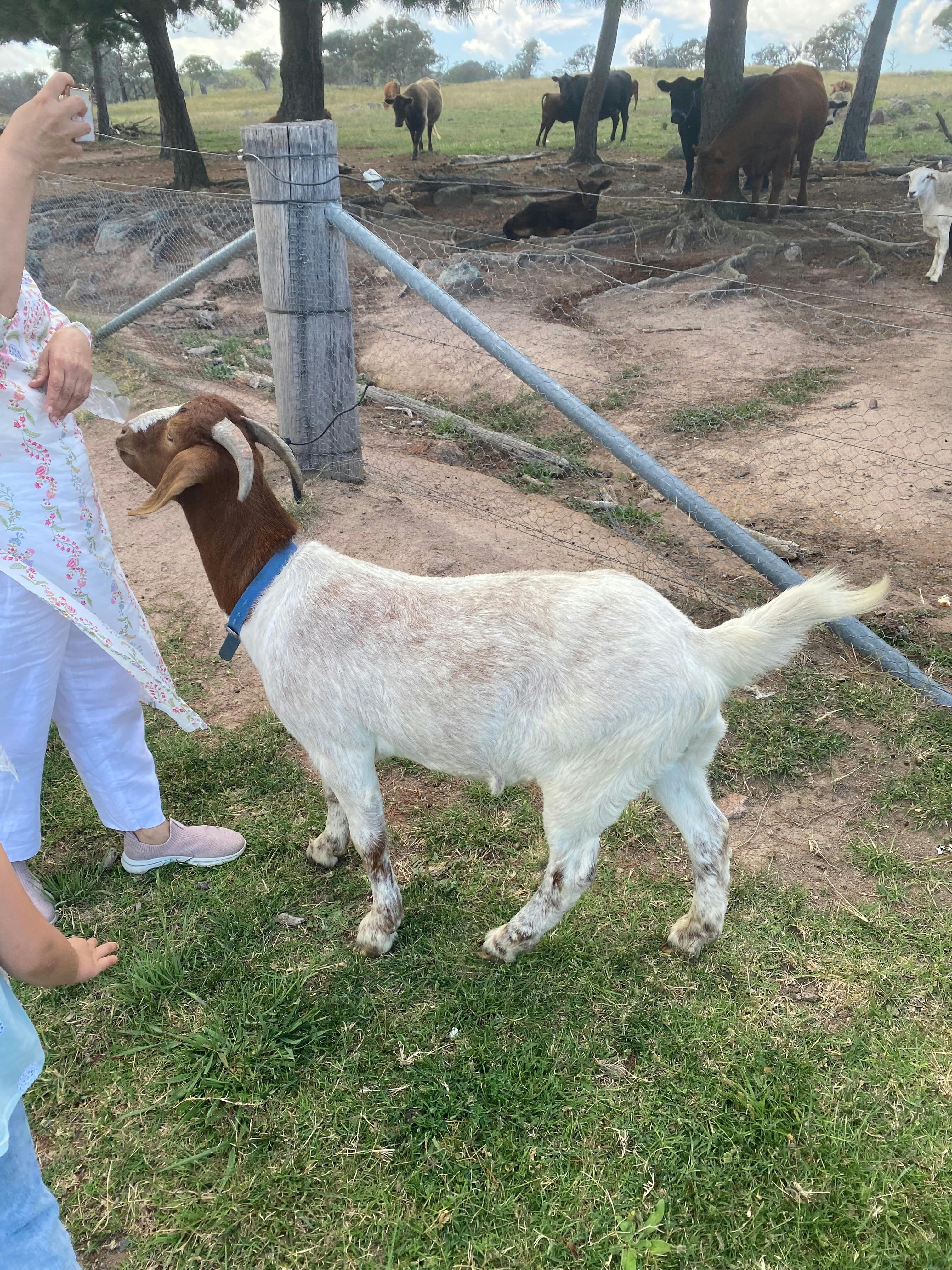 Babylon Farm