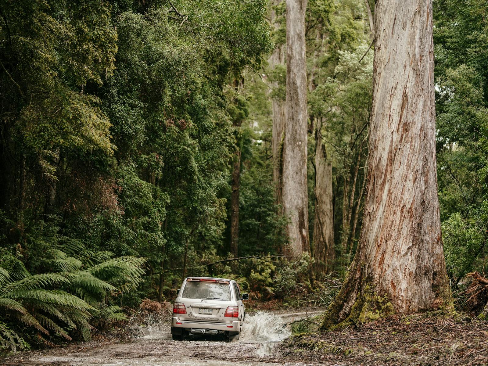 Tall Timbers vehicle splashing through a large puddle on the track road between huge trees