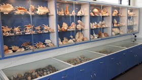 Shell World Yeppoon
