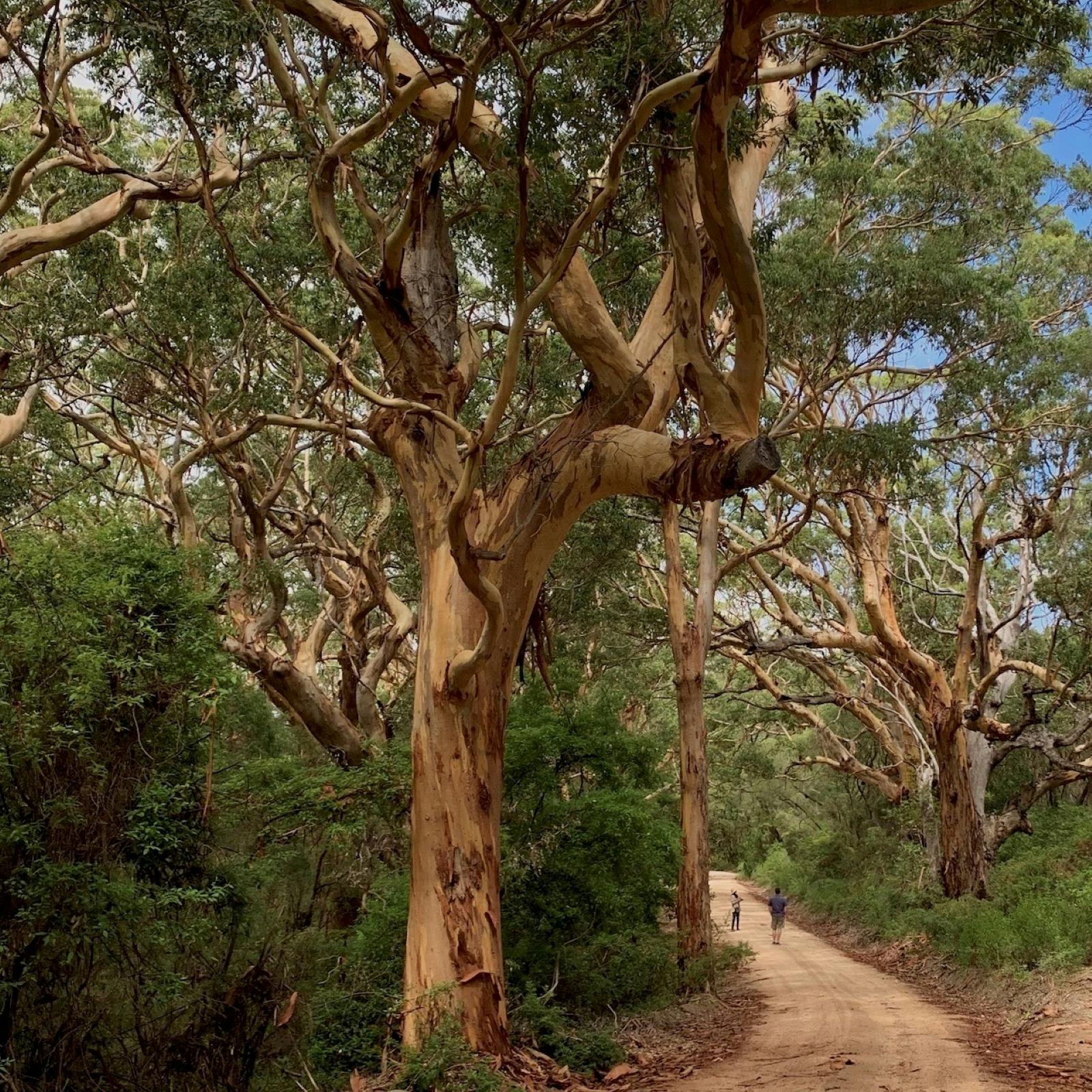 Trees