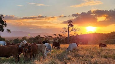 Take a Chuckwagon ride over the farm for sunset Take a Chuckwagon ride over the farm for sunset