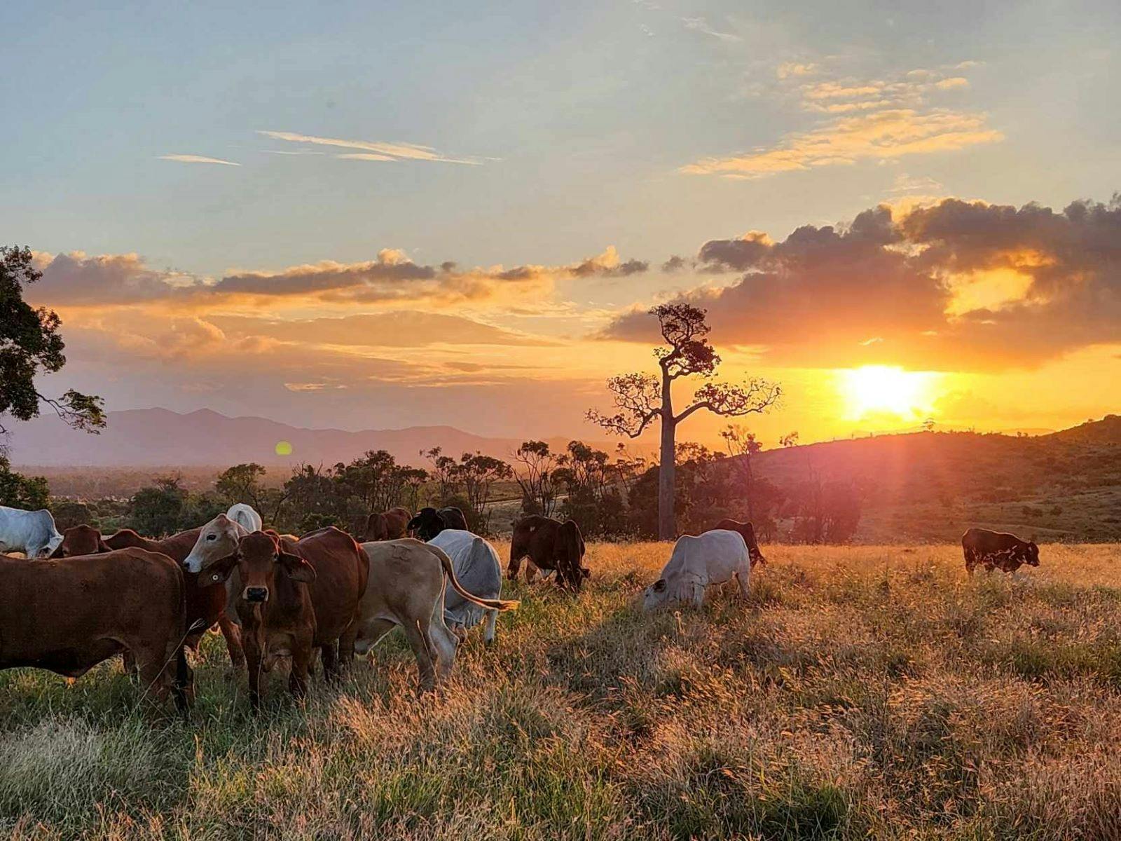 Take a Chuckwagon ride over the farm for sunset Take a Chuckwagon ride over the farm for sunset
