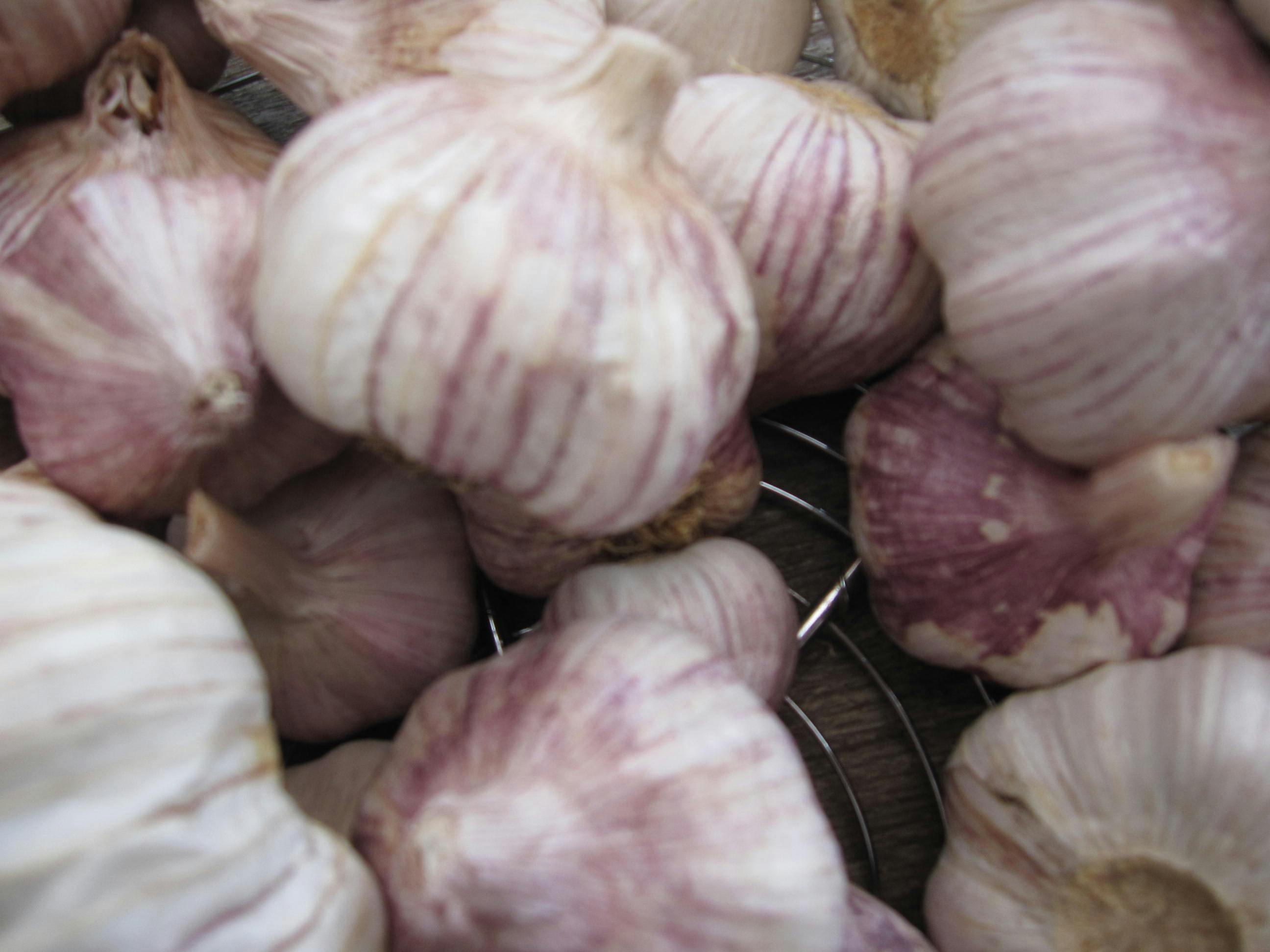 ターバンニンニク