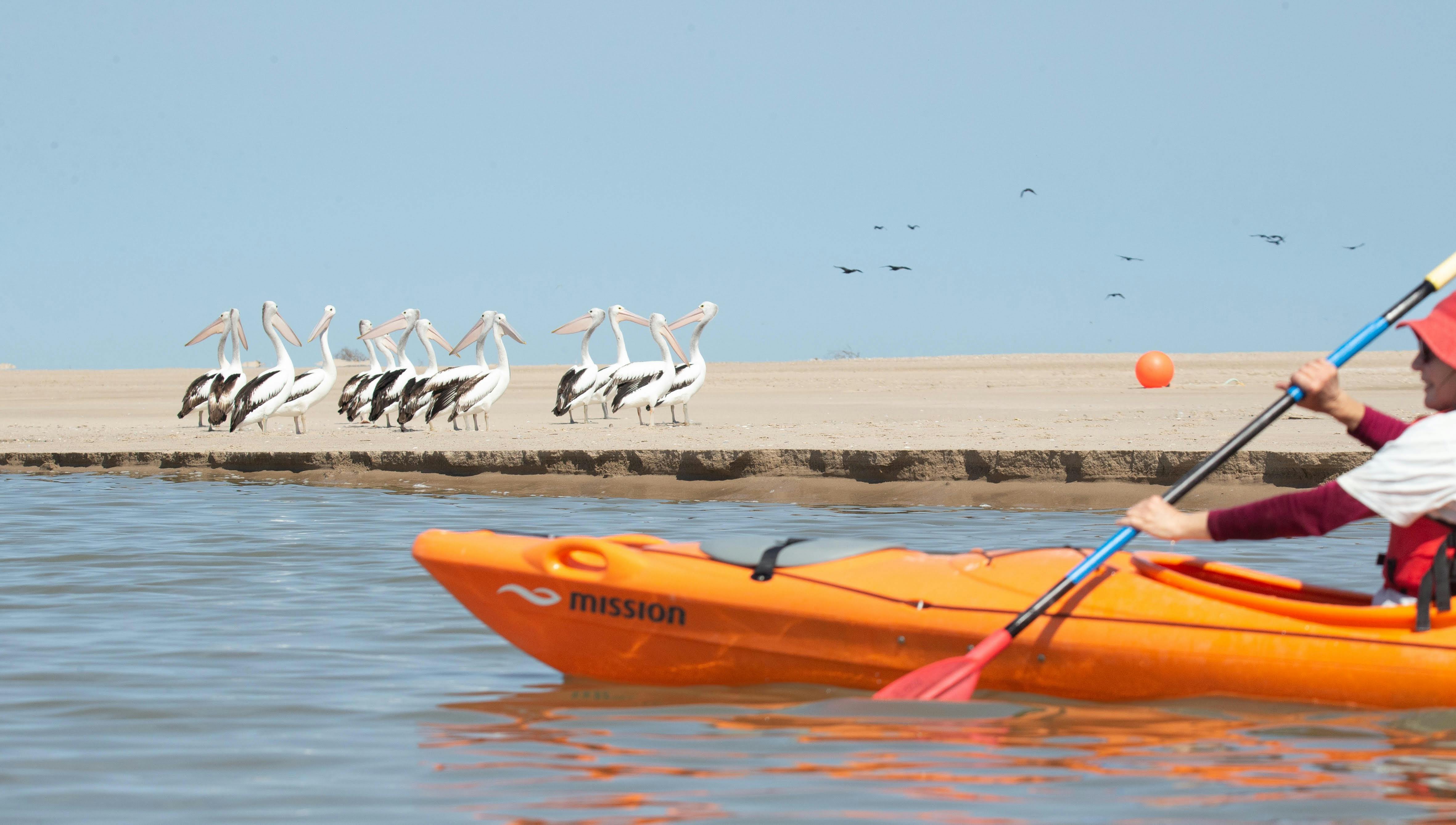 Pelicans on the bank while paddling past