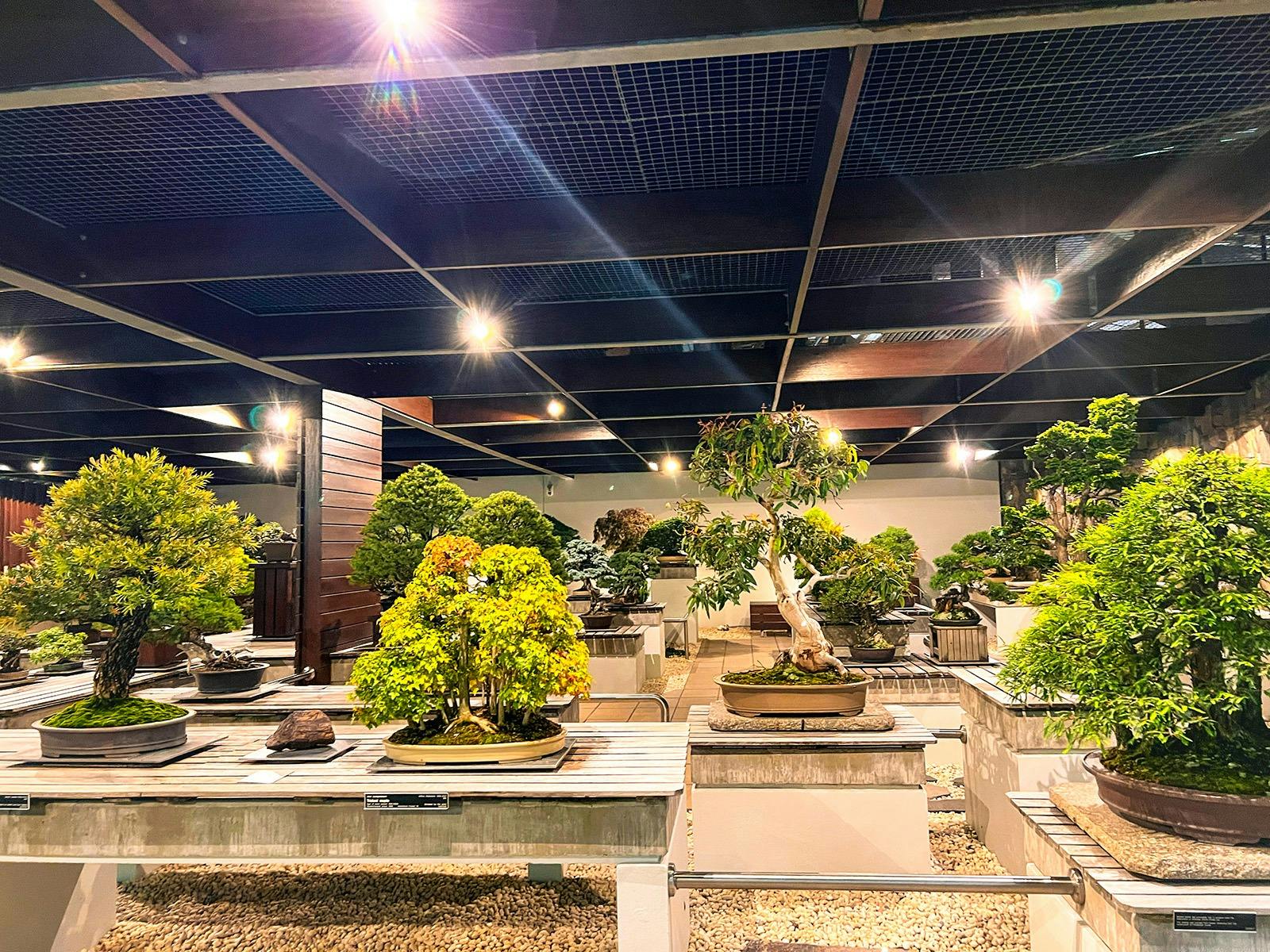 A large collection of bonsai plants are displayed at night under feature spotlights