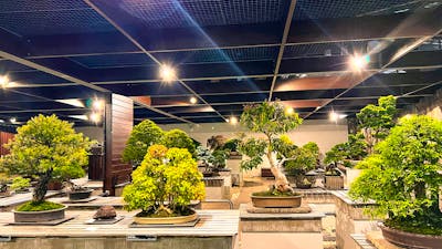 A large collection of bonsai plants are displayed at night under feature spotlights