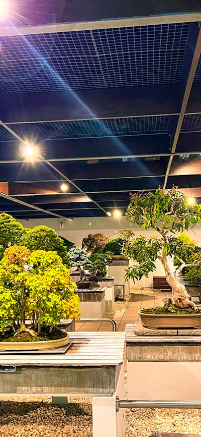 A large collection of bonsai plants are displayed at night under feature spotlights