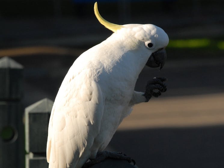 sulphur crested cockatoo