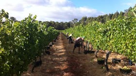 Ashbrook Wines, Wilyabrup, Western Australia