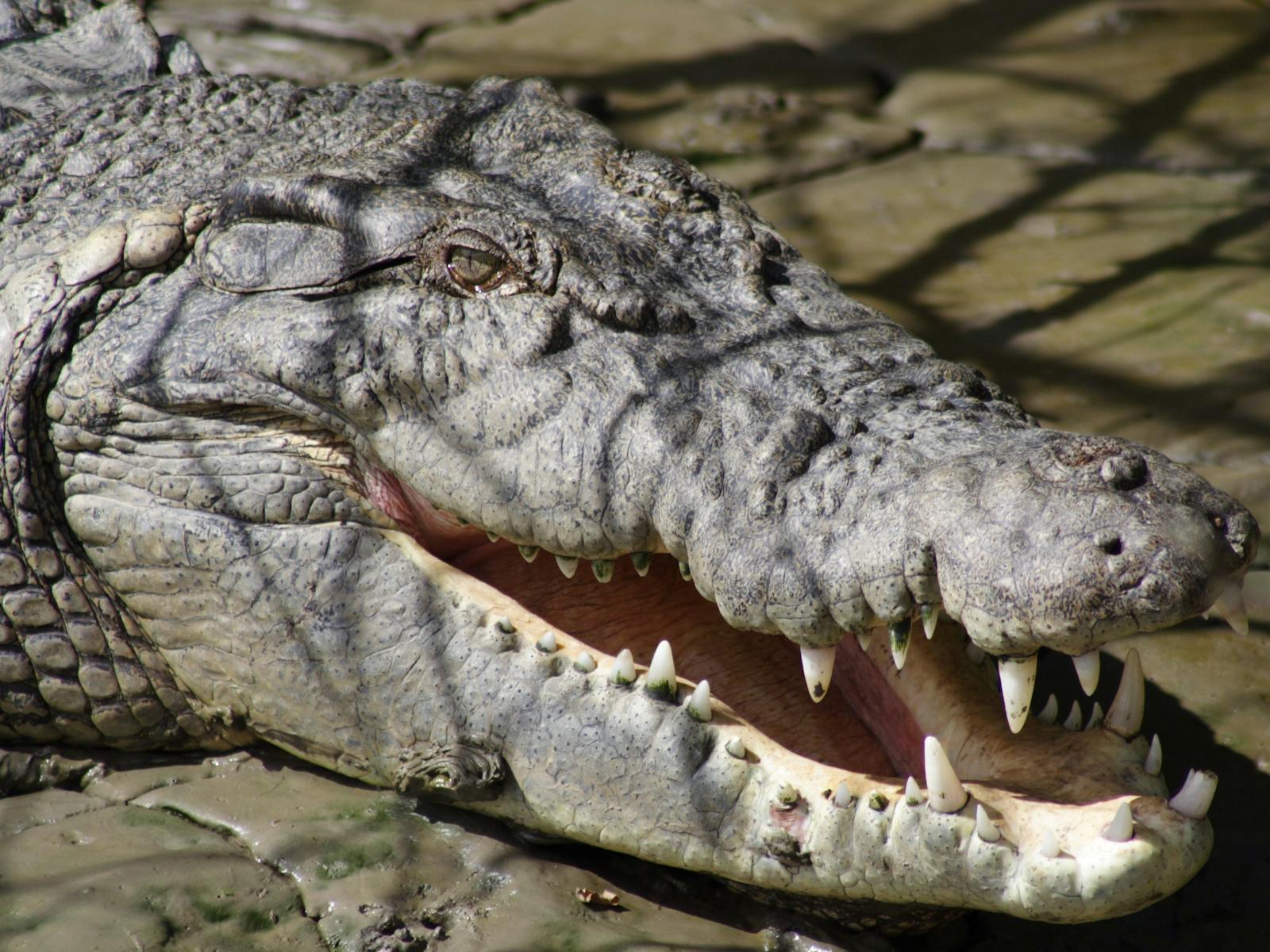 Whitsunday Crocodile Safari