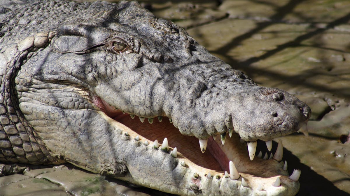 Whitsunday Crocodile Safari