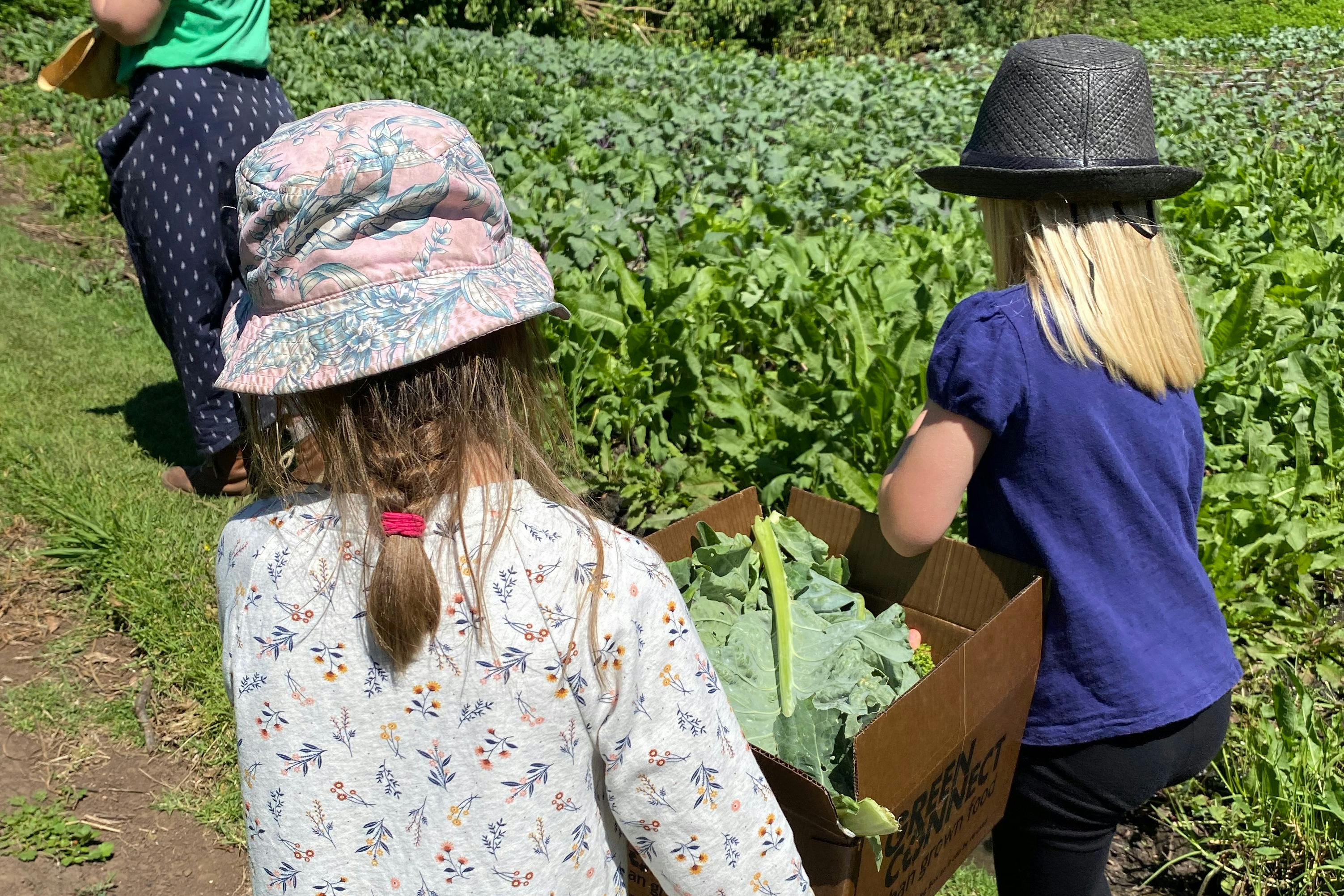 two children carrying box of vegetables exploring farm