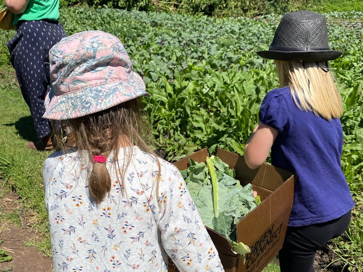 two children carrying box of vegetables exploring farm