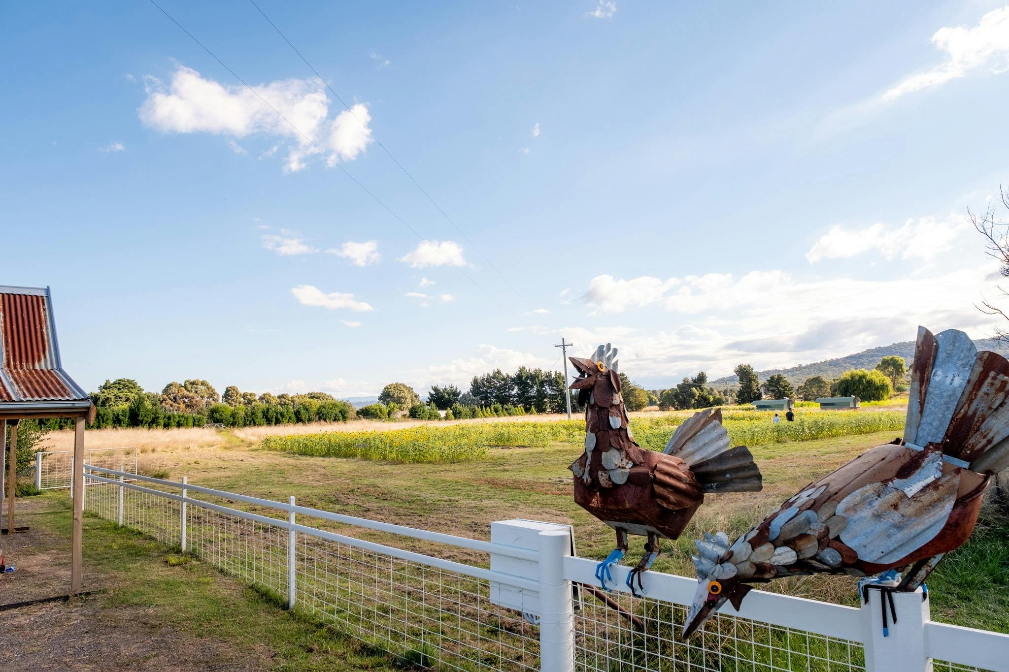 Found Object Chicken Sculptures on Majura Road