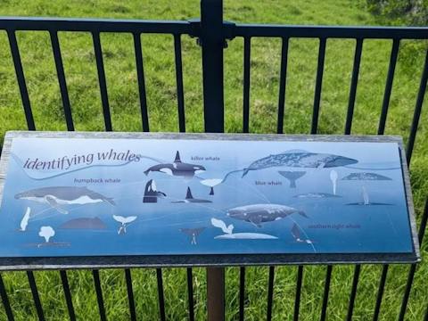 Blue board identifying different whale species, humpback, killer,blue & southern right whales.
