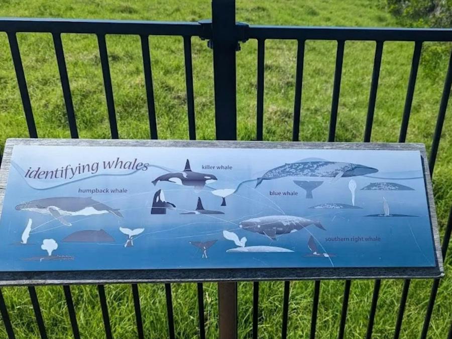 Blue board identifying different whale species, humpback, killer,blue & southern right whales.