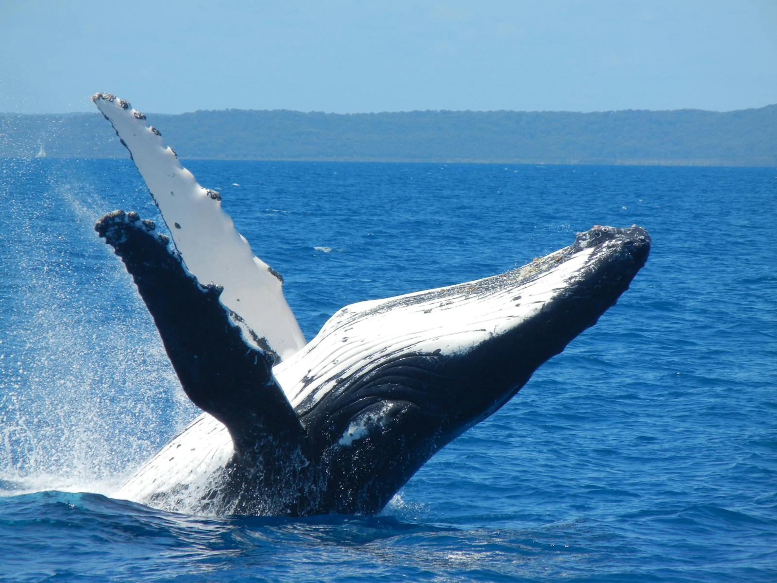 Spirit Of Hervey Bay Whale Watching Cruises