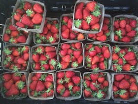 Strawberries ready for delivery
