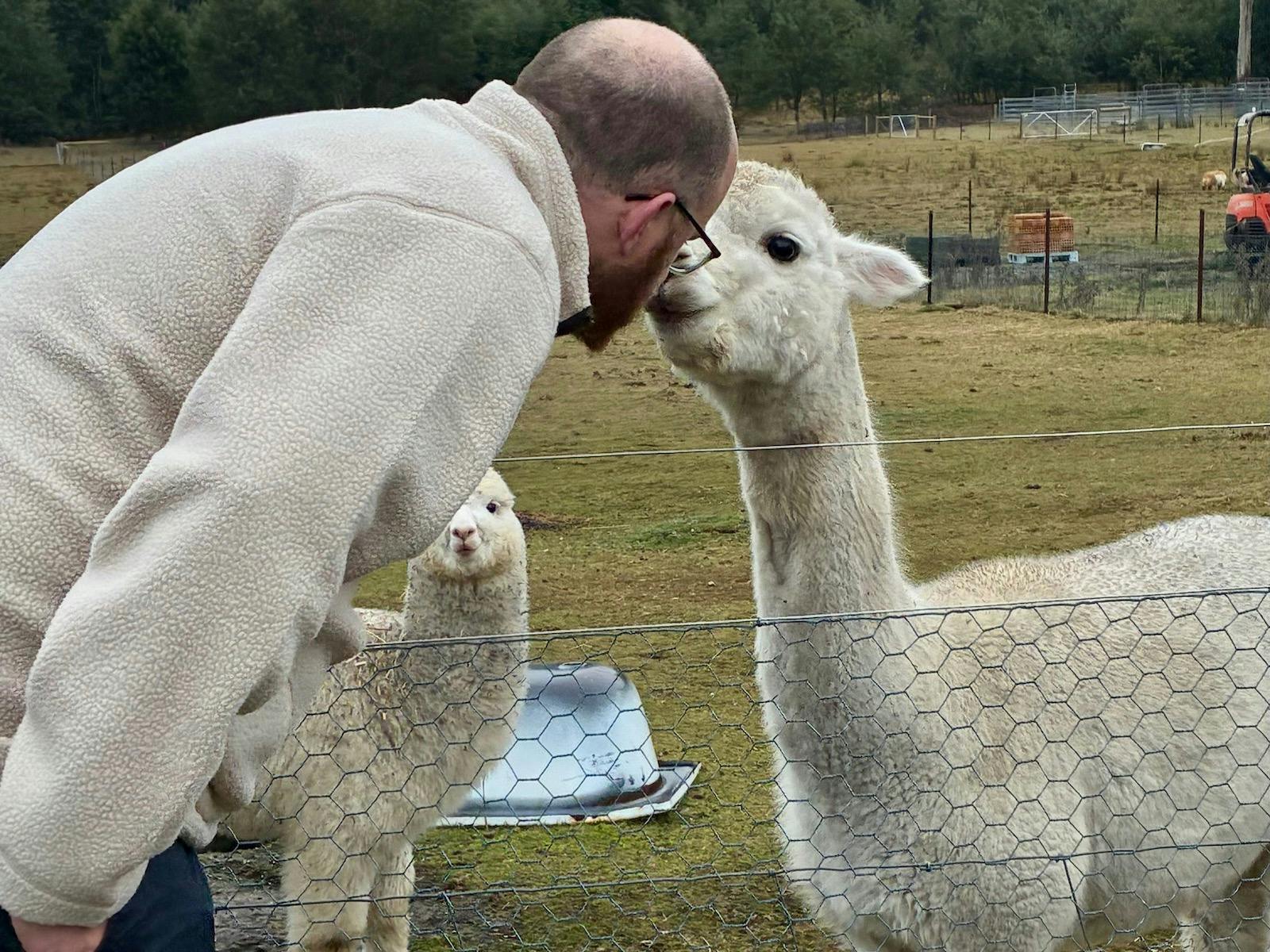Man getting a kiss from an alpaca