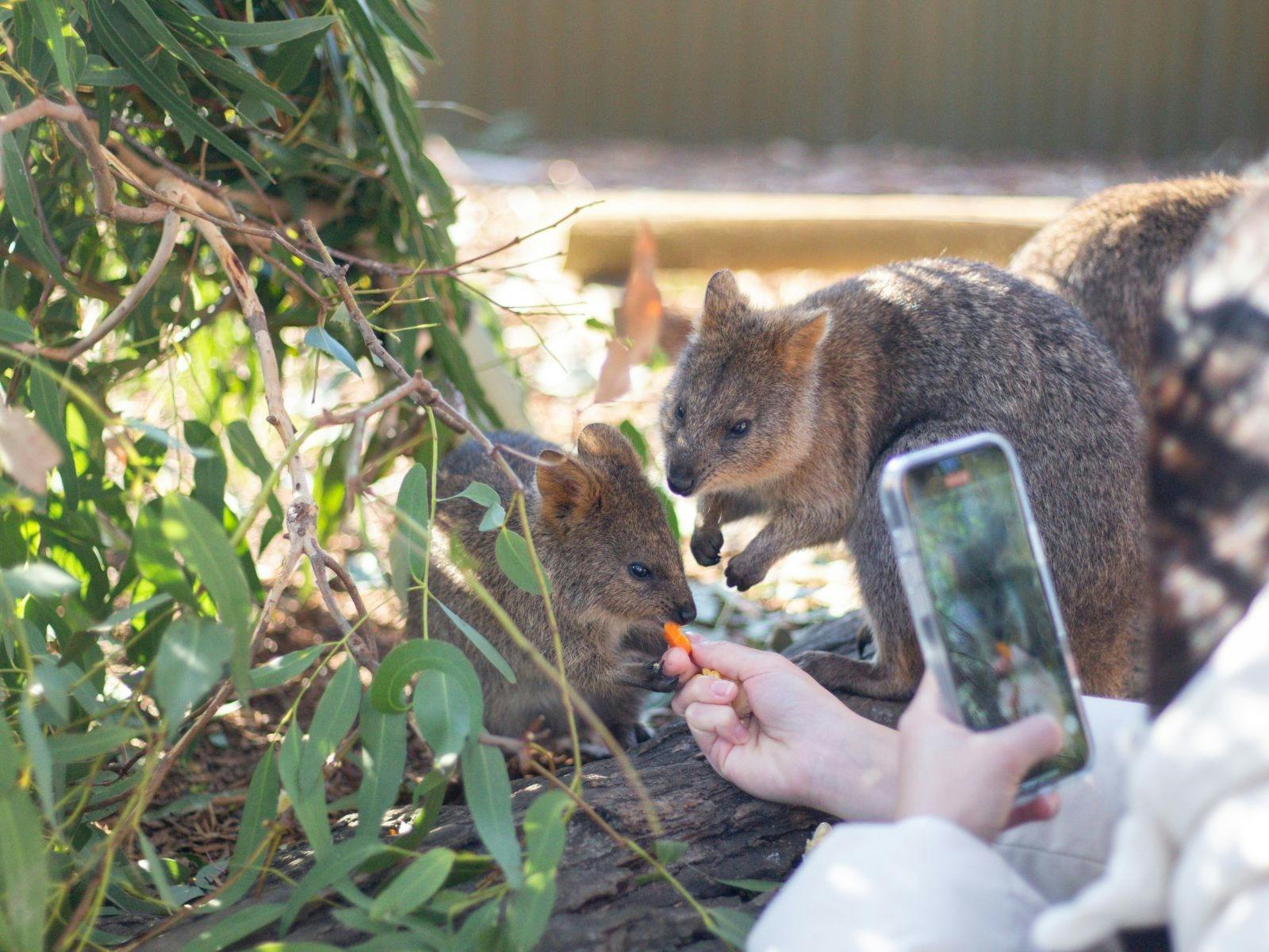 Maru Koala and Animal Park Quokka Experience