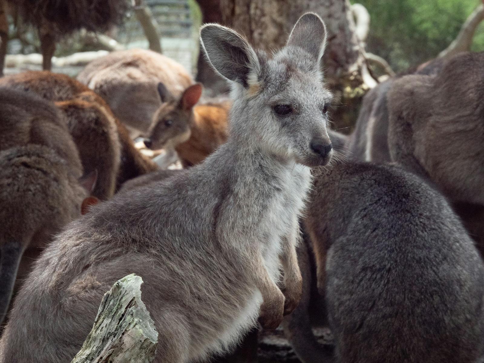Kangaroo joey