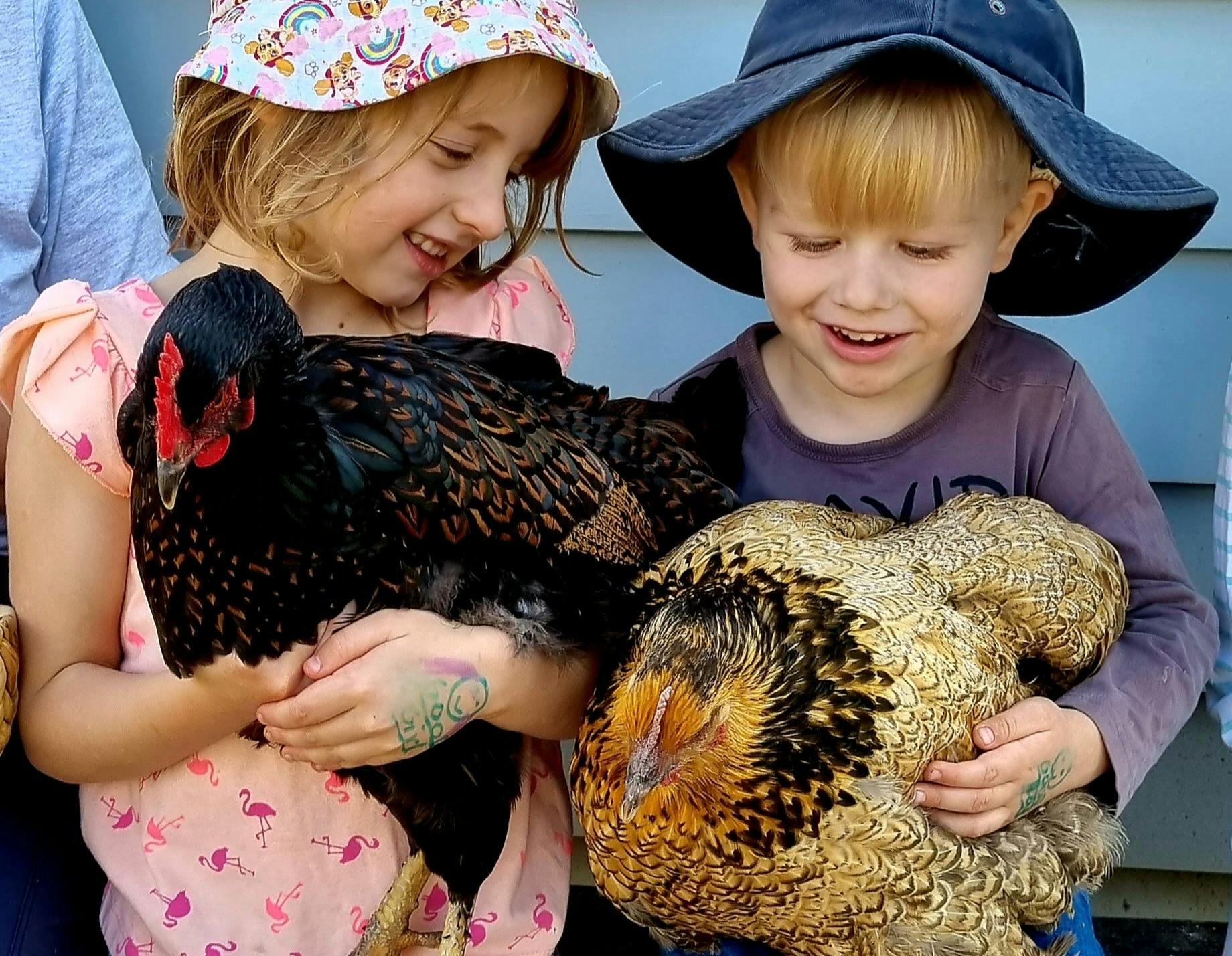 Hand feed the chickens and collect fresh eggs daily at Fig Tree Farm B&B.