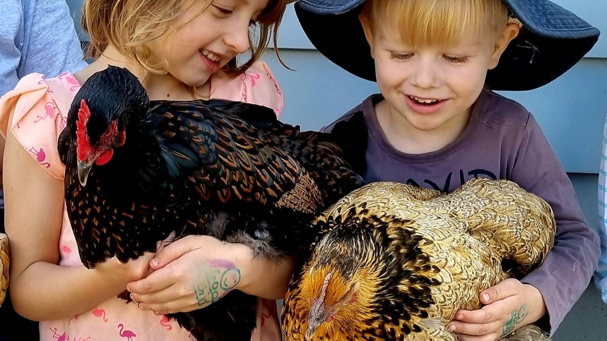 The friendly chickens at Fig Tree Farm B&B provide eggs for breakfast and can be hand fed daily.
