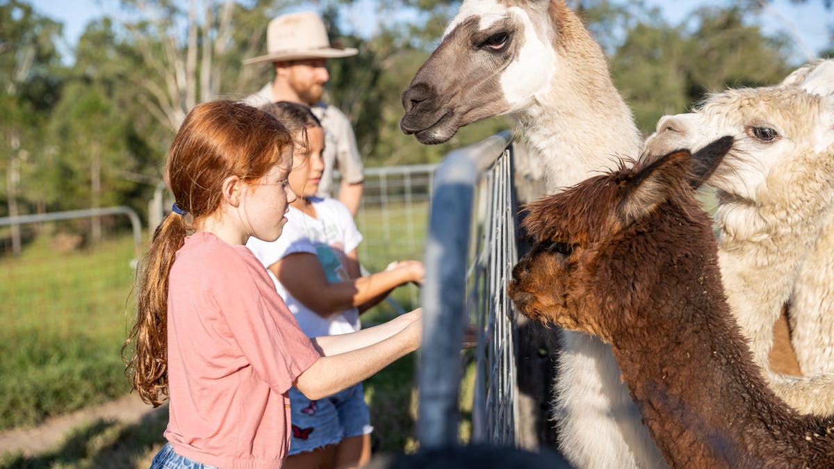 Amazing animal experience