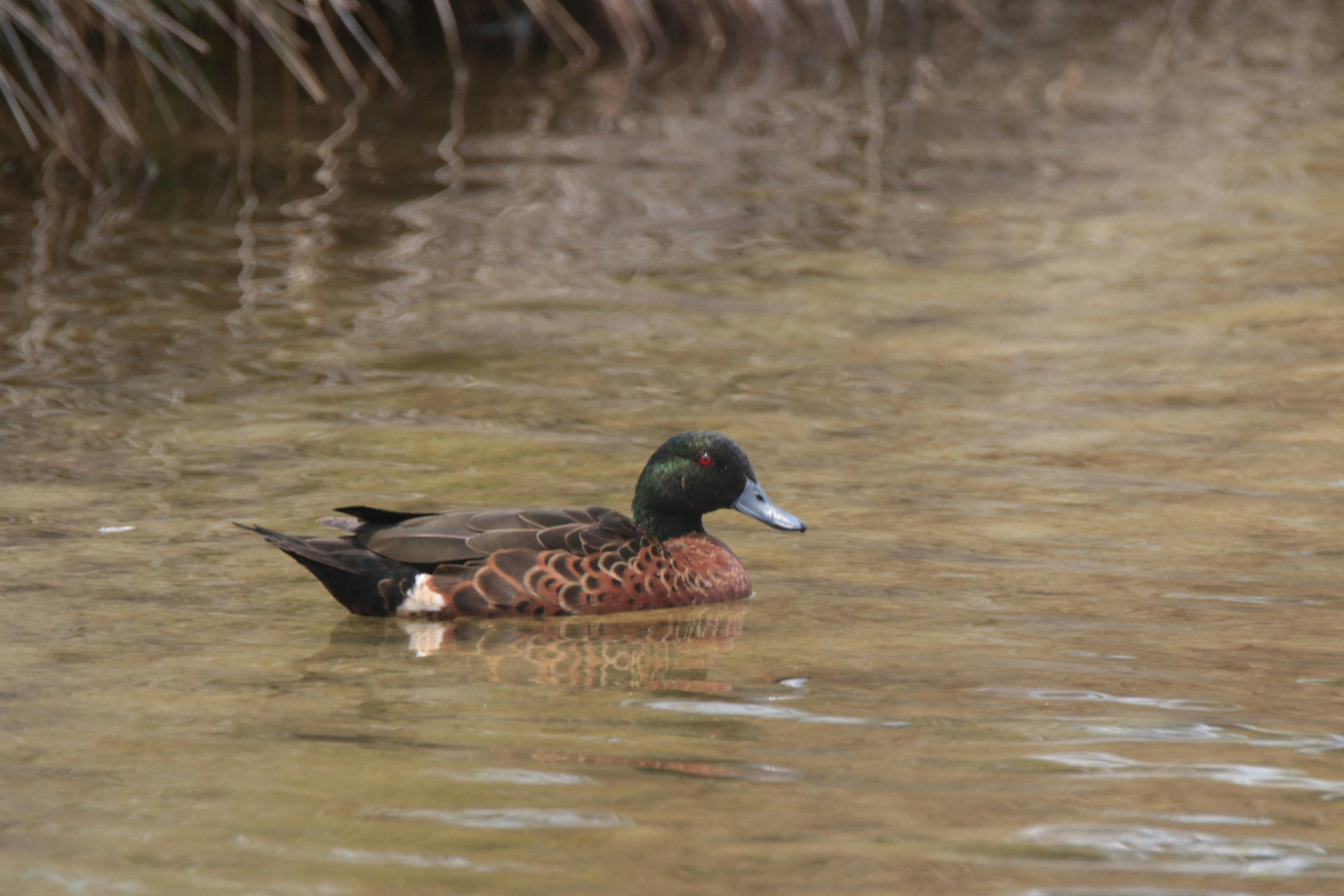 Male Chestnut Teal in water
