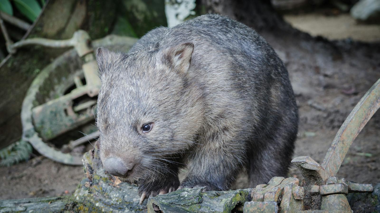 Southern Hairy Nosed Wombat at Moonlit Sanctuary