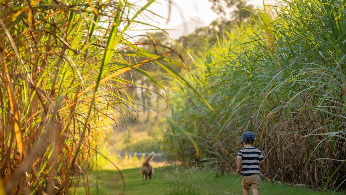 Boy runs through the sugar cane at Oh Deere Farm Stay