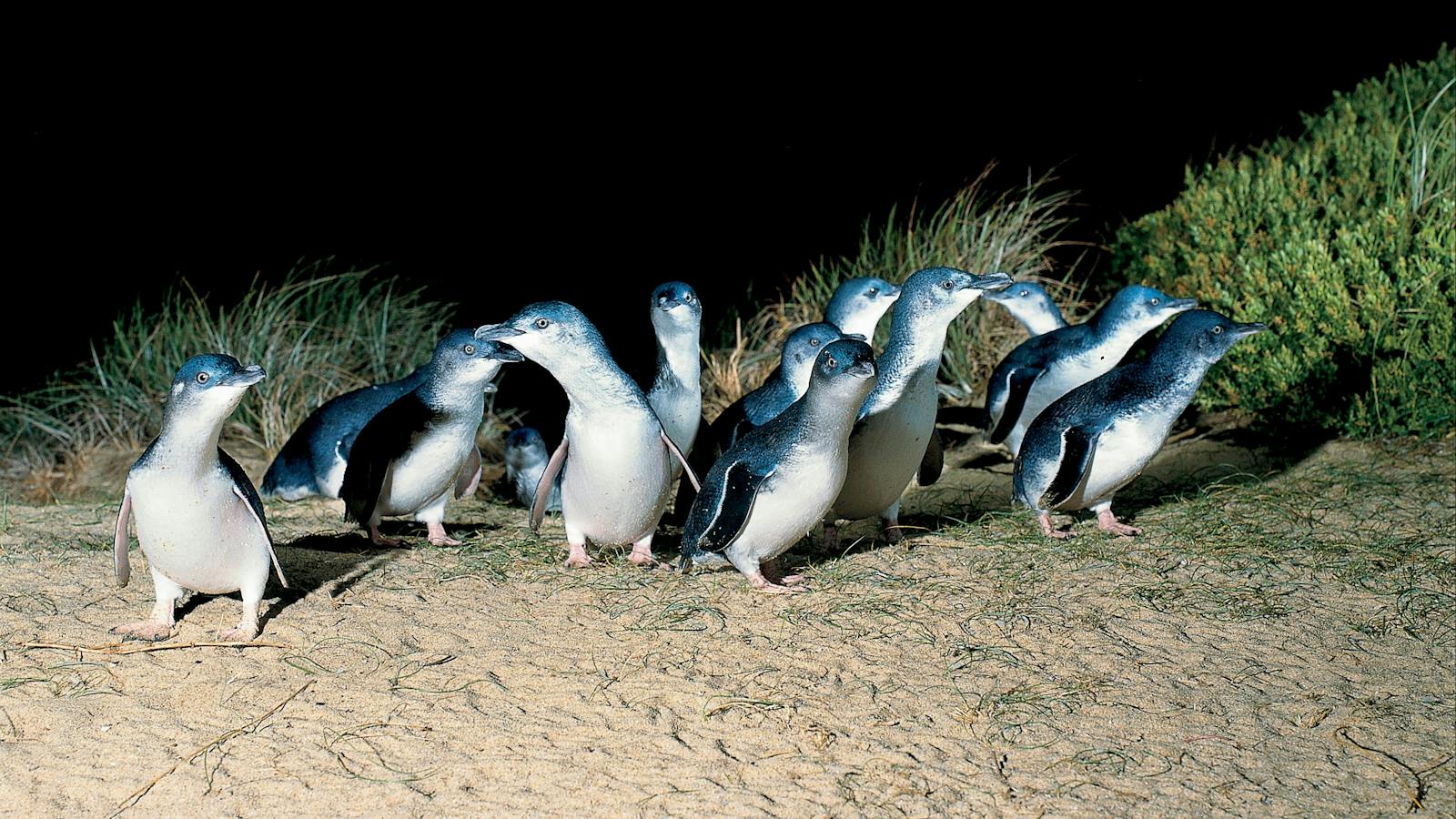 Penguins Private Luxury Tour Phillip Island