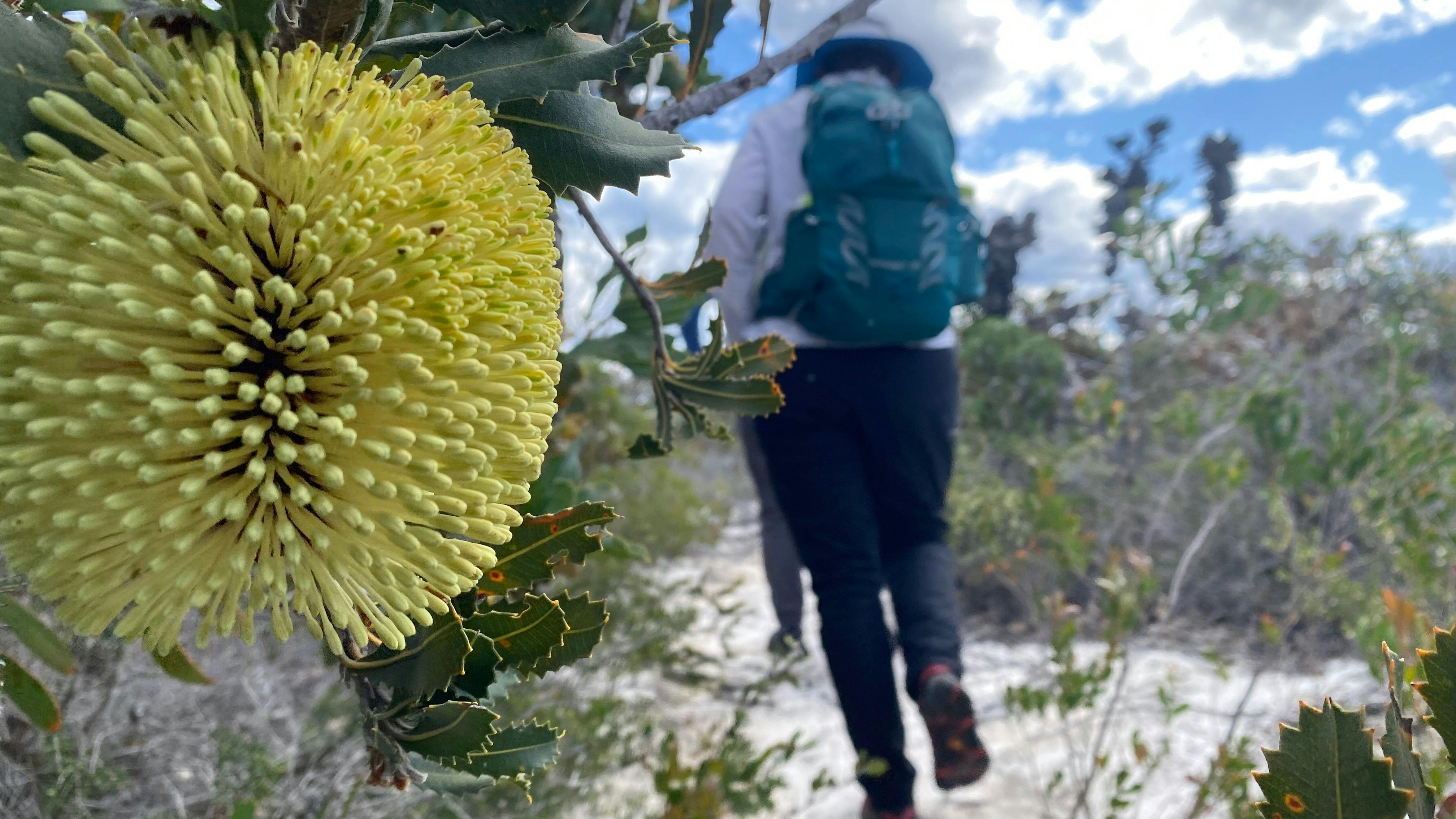 yellow banksia flower in focus and walker in the background.