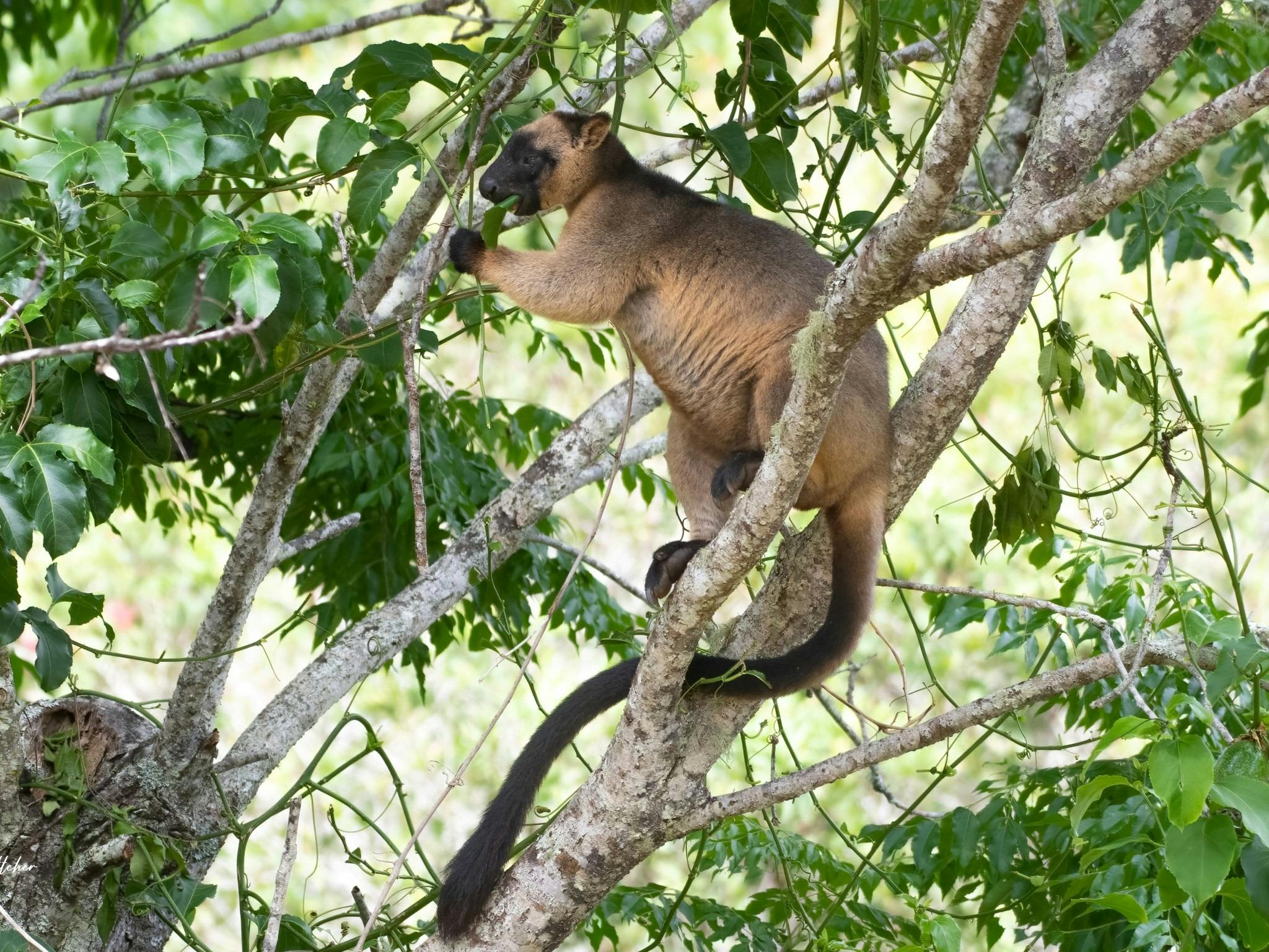Lumholtz's Tree Kangaroo