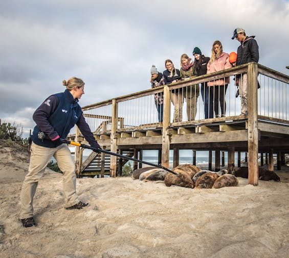 Seal Bay Research Tour