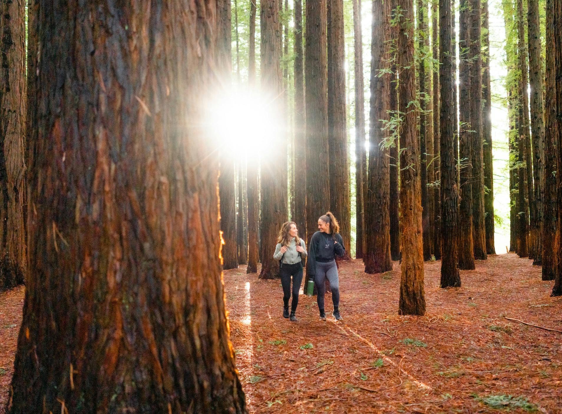 Californian Redwood Forest