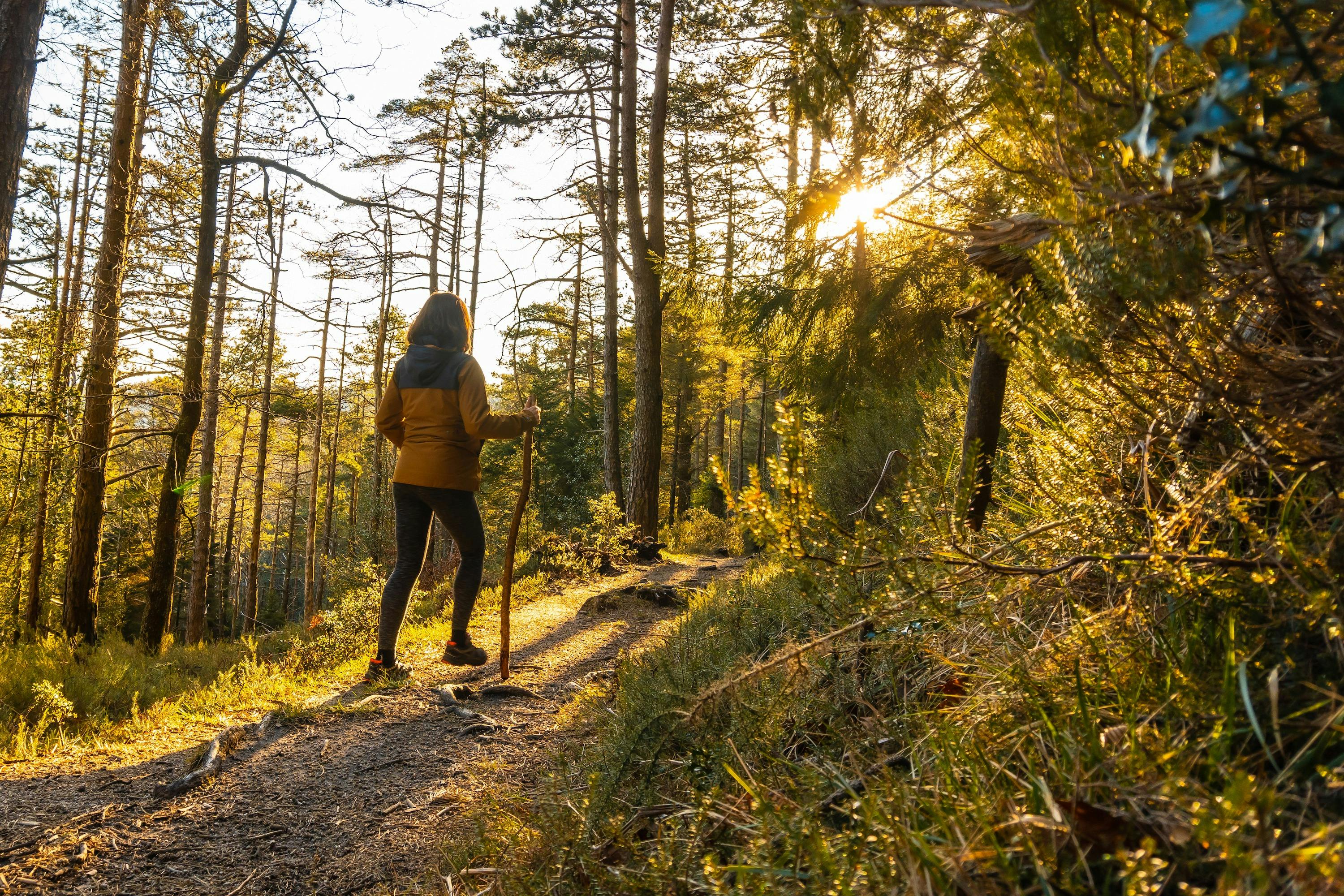 Reconnect with nature on a guided Mansfield Bushwalks Tour