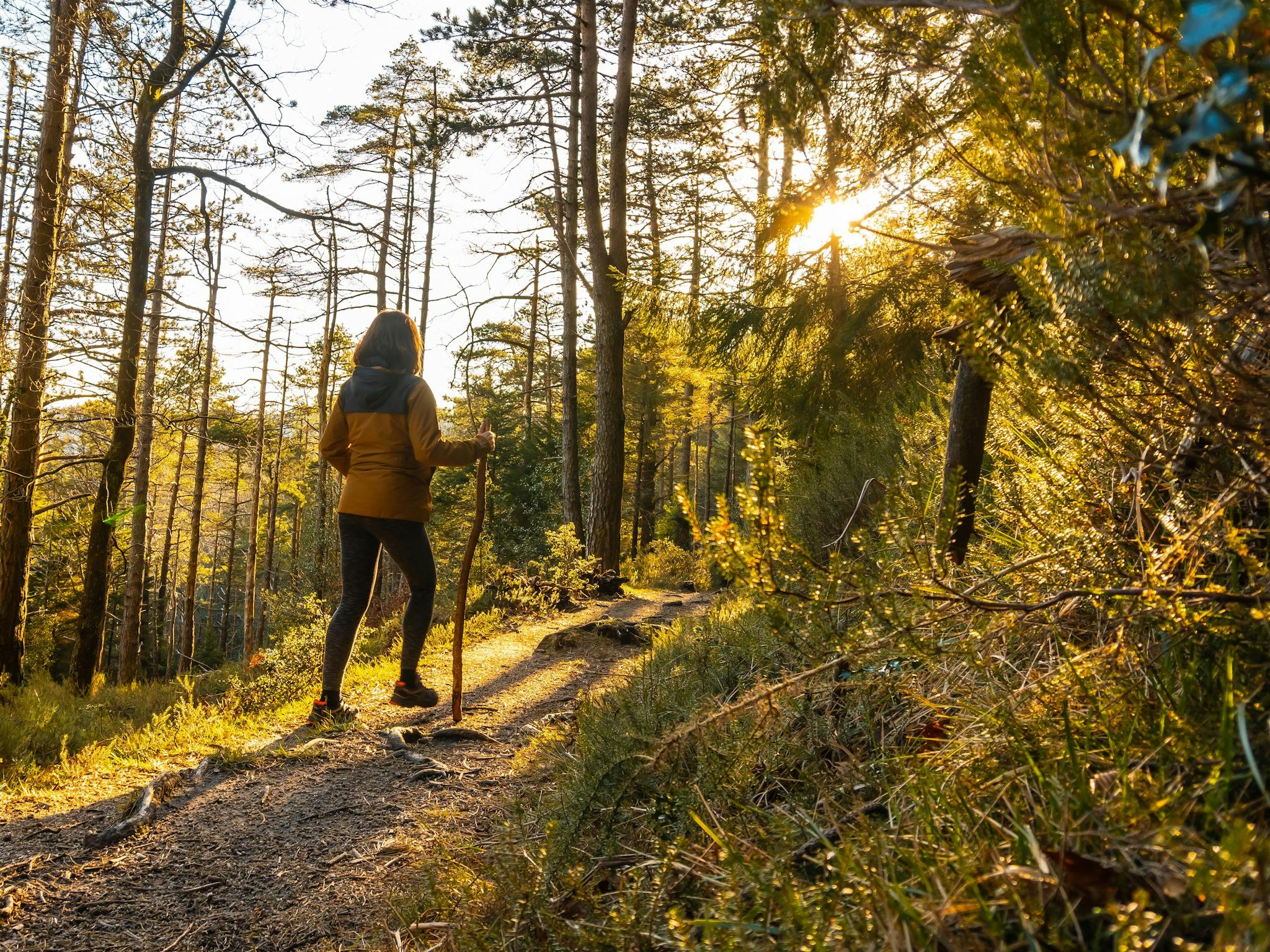 Reconnect with nature on a guided Mansfield Bushwalks Tour