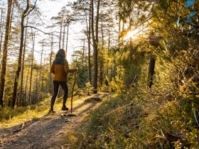 Reconnect with nature on a guided Mansfield Bushwalks Tour
