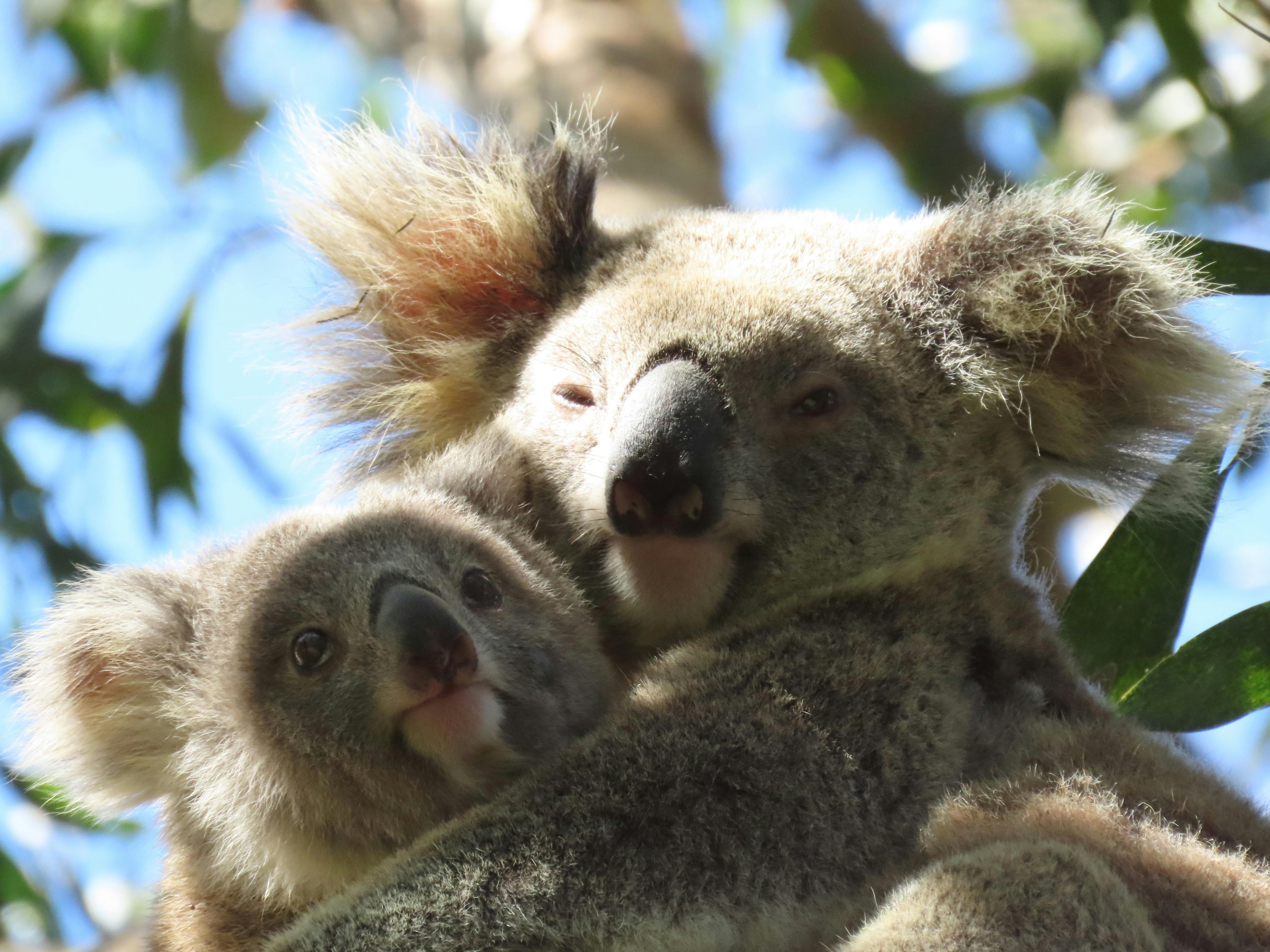 A mature adult female koala on right is holding tightly to her young joey high in the treetops