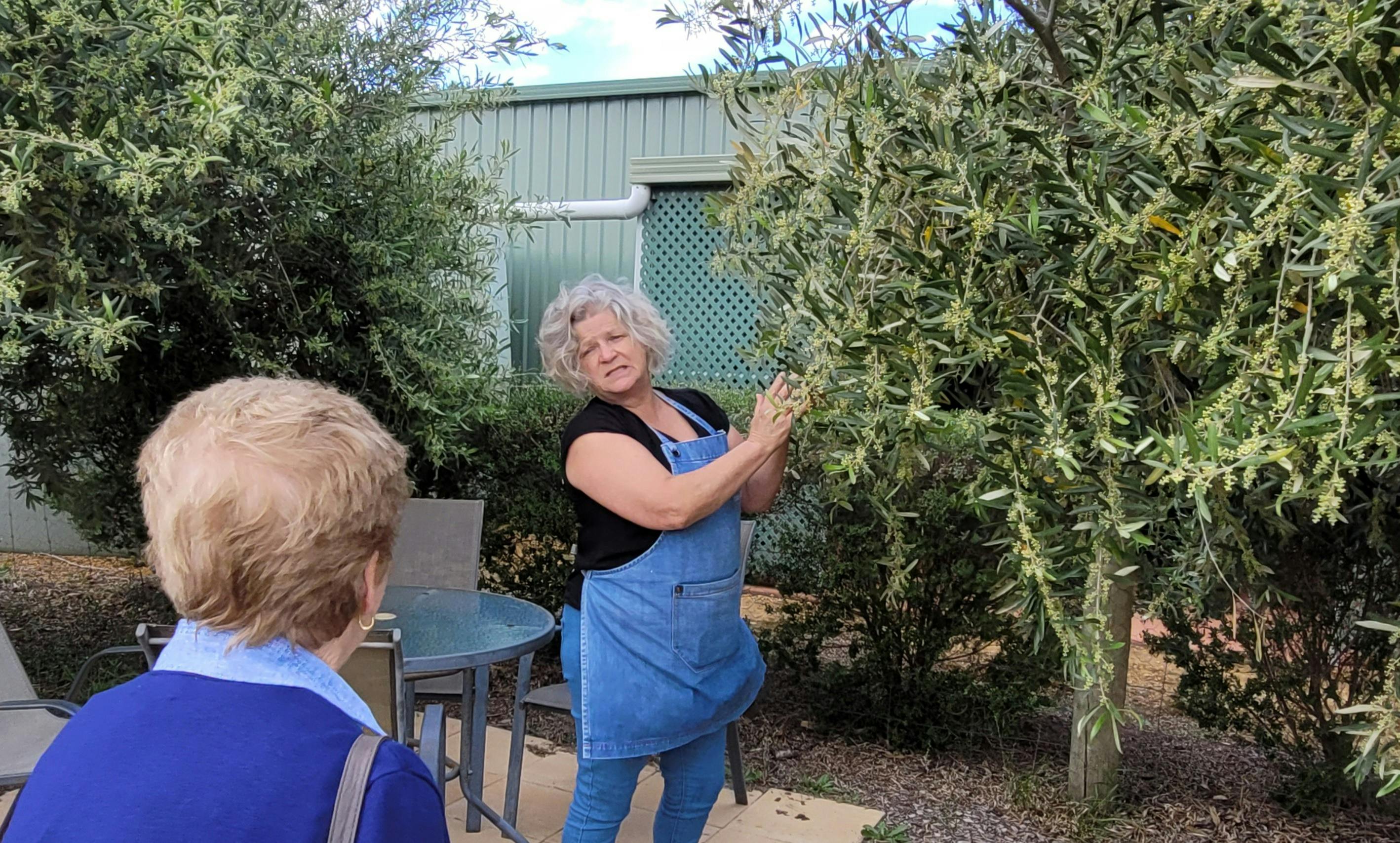Full Day tour - walking through olive orchard at Yirri Grove