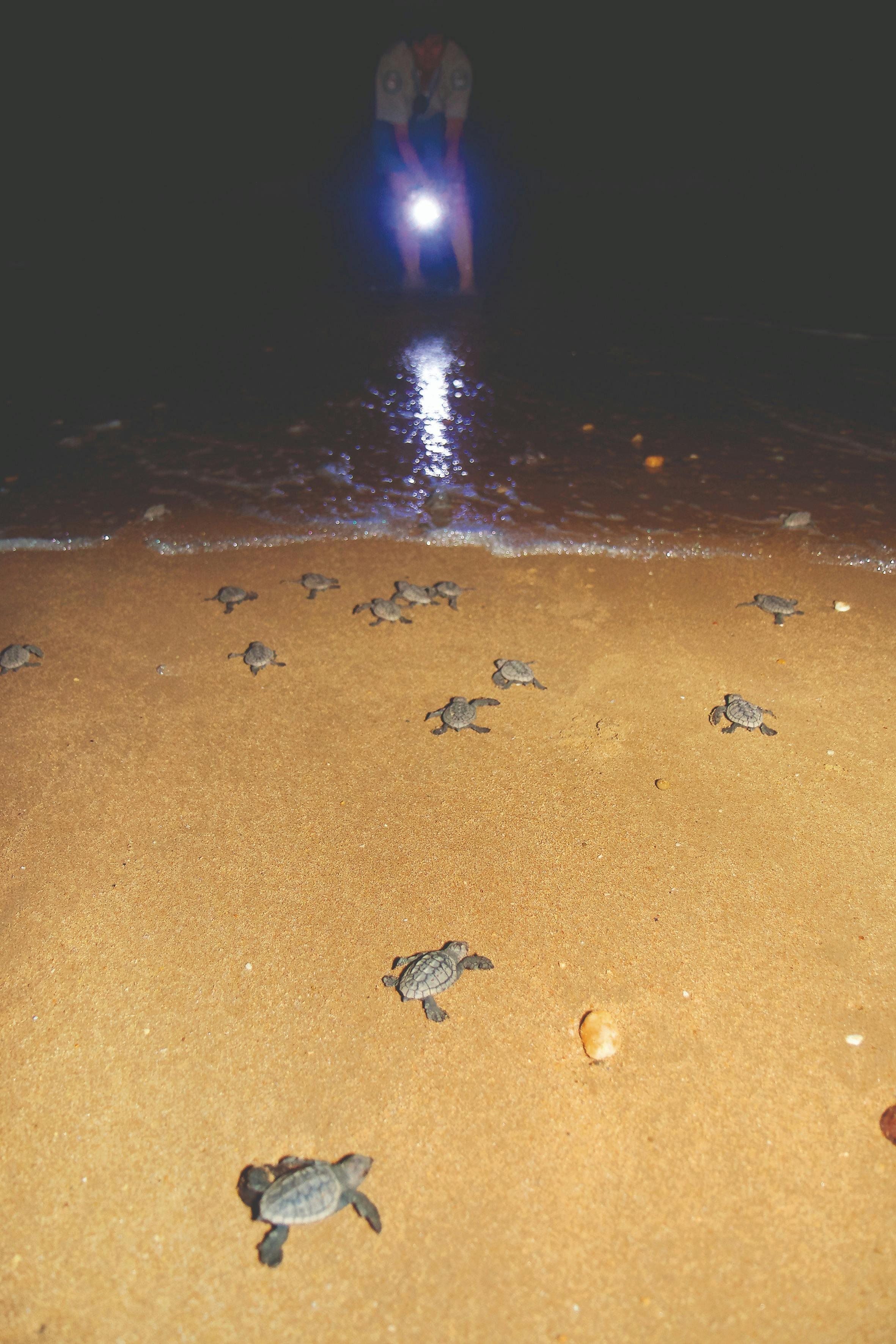 Turtles Of Mon Repos