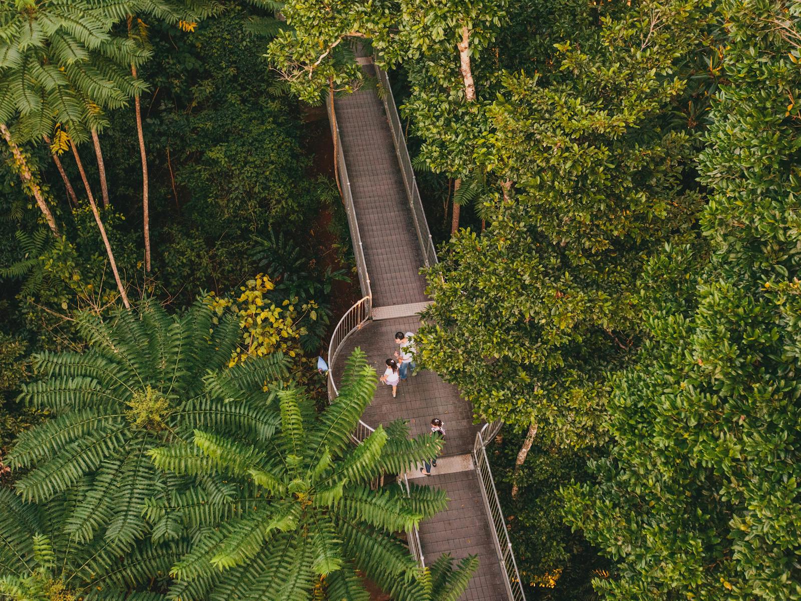 Mamu Tropical Skywalk