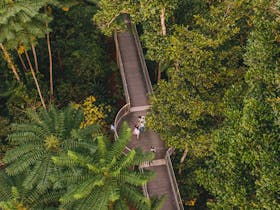 Mamu Tropical Skywalk