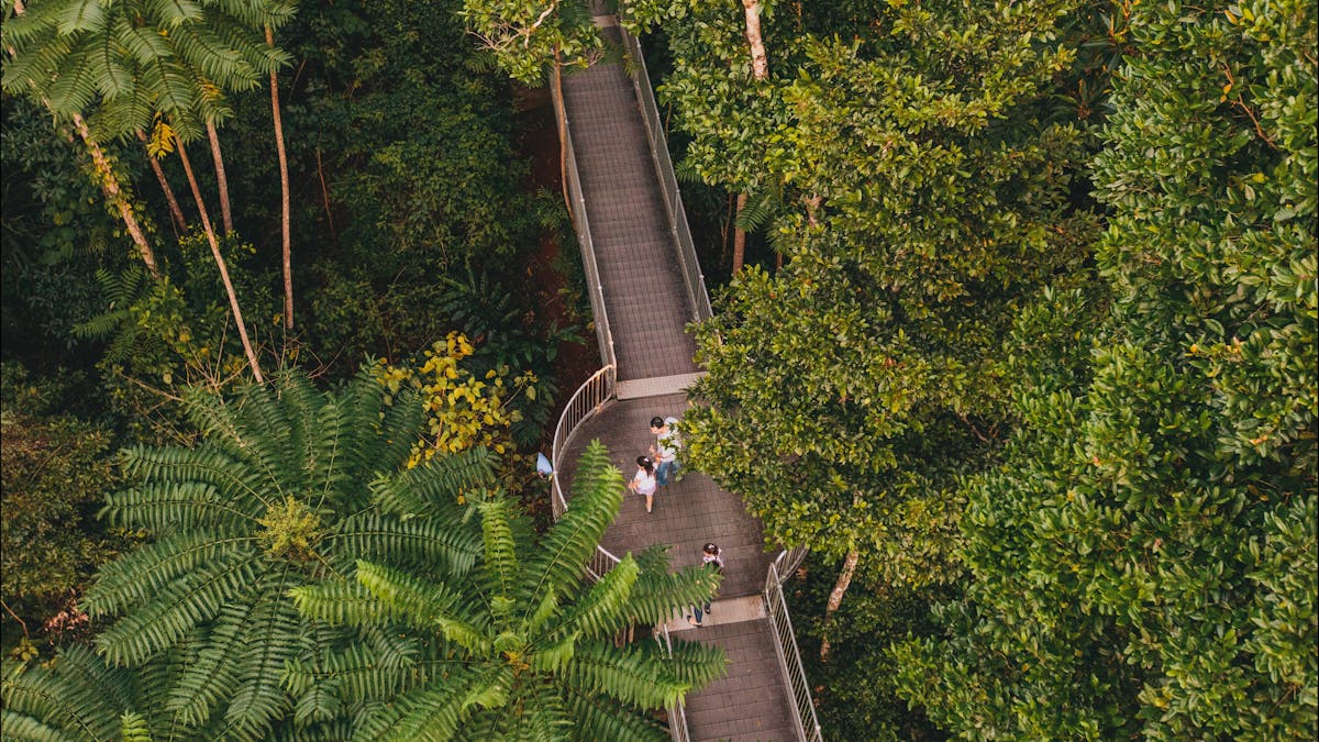 Mamu Tropical Skywalk